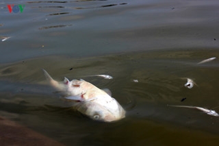 Những hình ảnh bàng hoàng qua 1 tuần cá chết ở Hồ Tây
